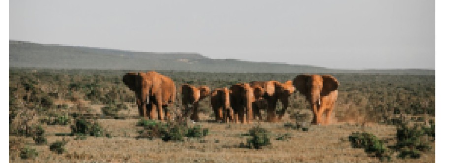 Velvet Trails Tour and Travel kenya Cover Image