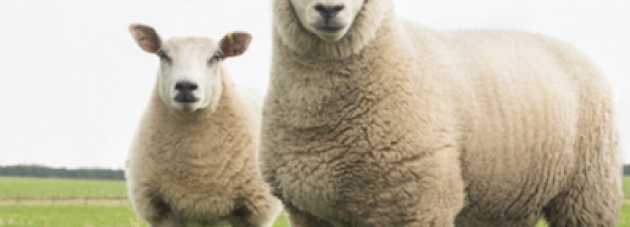Pets Animals Profile Picture